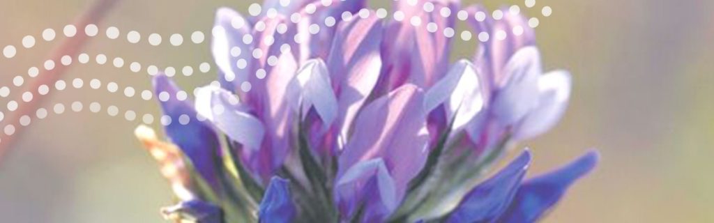 What is Bakuchiol Babchi Flower