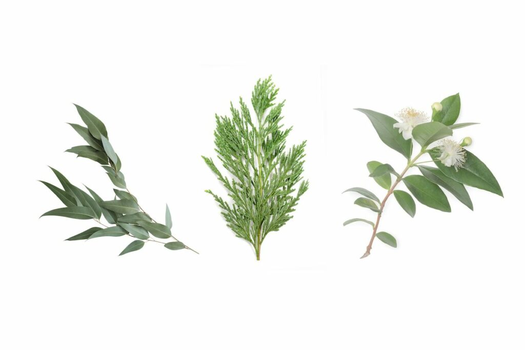 Best Native Australian Botanical Skincare Ingredients For Skincare
