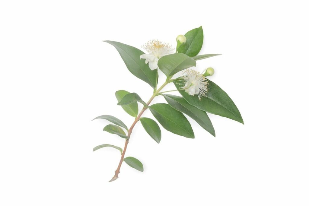 Lemon Myrtle