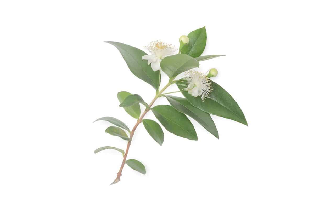 What are the Benefits of Lemon Myrtle in Skincare? Australian Natural